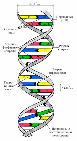 : http://profbeckman.narod.ru/MED9.files/MED9006.jpg